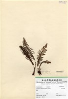 藏品(密毛蒿蕨)的圖片